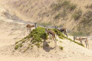 imagen de un grupo de gacelas con cuernos en en un arena duna en namib Desierto en Namibia foto