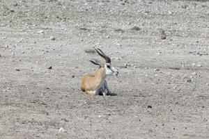 Picture of a springbok with horns in Etosha National Park in Namibia photo
