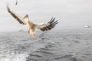 Picture of a large pelican in flight shortly before landing near Walvis Bay in Namibia photo