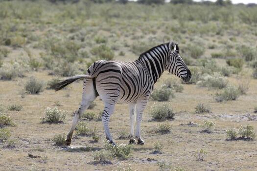 Picture of a zebra standing in the Etosha National Park in Namibia photo