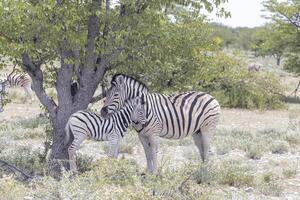 Picture of a zebra mother and foal between bushes and trees in Etosha National Park photo