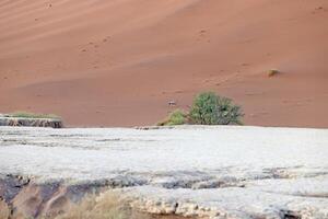 Picture of an Oryx antelope standing in front of a dune in the Namib desert photo
