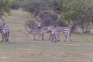 Picture of a group of zebras standing in the Etosha National park in Namibia photo