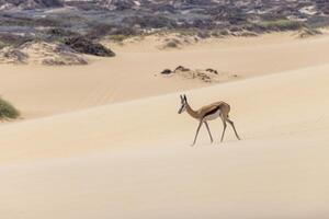 Picture of a springbok with horns in on a sand dune in Namib desert in Namibia photo