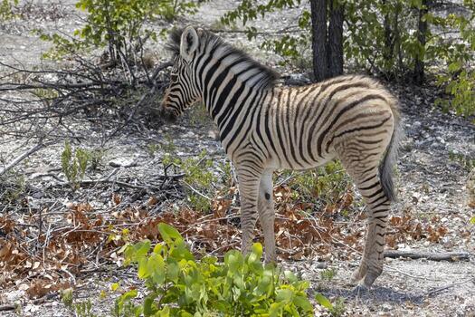 Picture of a zebra foal between bushes and trees in Etosha National Park photo