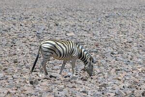 imagen de un cebra en pie en un seco Desierto zona en Namibia foto