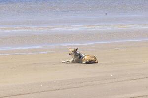 Picture of a single jackal on the sandy coast near Walvis bay in Namibia photo