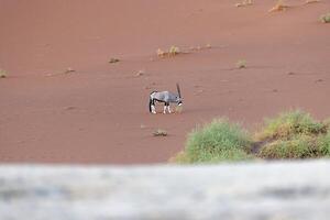 Picture of an Oryx antelope standing in front of a dune in the Namib desert photo