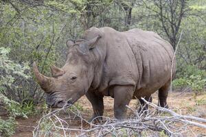 Picture of a rhino in the wild taken in the Namibian province of Waterberg photo