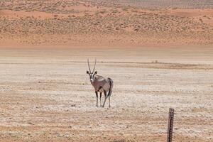 Picture of an Oryx antelope standing in the Namib desert photo