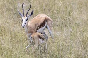 Picture of a springbok with horns in Etosha National Park in Namibia photo