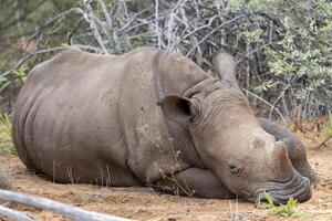 Picture of a rhino in the wild taken in the Namibian province of Waterberg photo