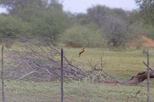 imagen de un vistoso abeja comensal pájaro sentado en un cerca en Namibia foto