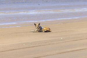 Picture of a single jackal on the sandy coast near Walvis bay in Namibia photo