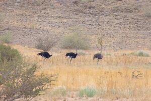 Picture of a group of ostrich on open savannah in Namibia during the photo