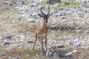 Picture of a springbok with horns in Etosha National Park in Namibia photo