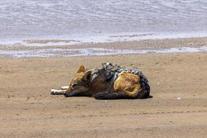 Picture of a single jackal on the sandy coast near Walvis bay in Namibia photo