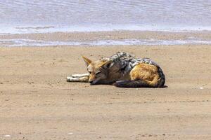 Picture of a single jackal on the sandy coast near Walvis bay in Namibia photo