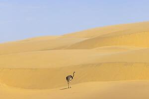 imagen de un corriendo avestruz en un arena duna en namib Desierto durante el foto