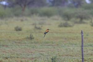 Picture of a colorful bee eater bird sitting on a fence in Namibia photo