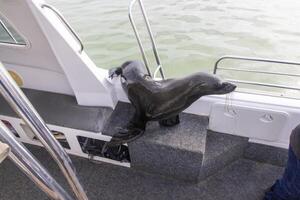 Picture of a tame seal on a boat with tourists off Walvis Bay in Namibia photo