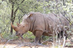 Picture of a rhino in the wild taken in the Namibian province of Waterberg photo