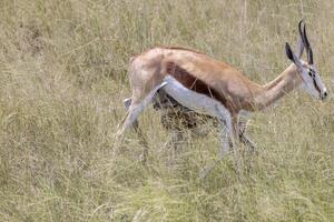 imagen de un gacela con cuernos en etosha nacional parque en Namibia foto