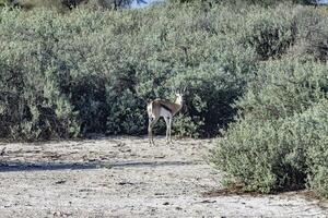 Picture of a springbok with horns in Etosha National Park in Namibia photo