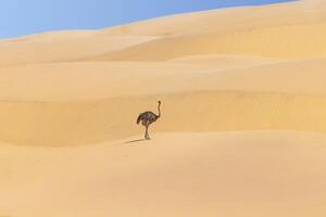 imagen de un corriendo avestruz en un arena duna en namib Desierto durante el foto