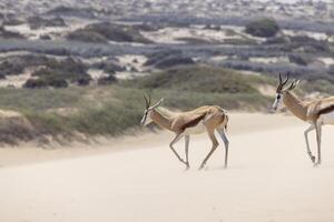 imagen de dos gacelas con cuernos en en un arena duna en namib Desierto en Namibia foto