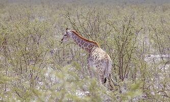 Picture of a giraffe in the Namibian savannah during the day photo