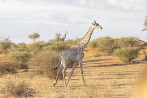 Picture of a giraffe in the Namibian savannah during the day photo