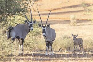 Picture of an Oryx family with baby standing in front of a dune in the Namibian Kalahari photo