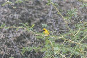 Picture of a colorful masker weaver bird sitting in grass in Namibia photo