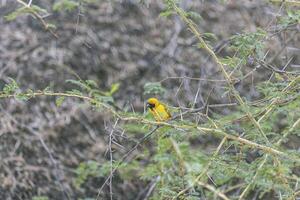 Picture of a colorful masker weaver bird sitting in grass in Namibia photo