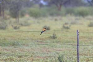 Picture of a colorful bee eater bird sitting on a fence in Namibia photo