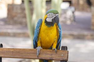 Front view picture of a single Ararauna bird sitting on a fence photo