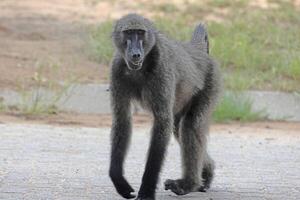 Picture of a single baboon in an open meadow in Namibia photo