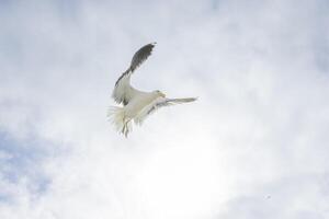 Image of a seagull in flight against a blue sky photo