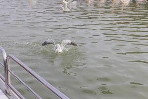 Image of a seagull sitting in the water photo