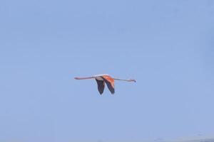 Picture of a flying Flamingo near Walvis Bay in Namibia photo