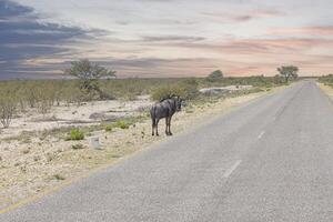 Picture of a buffalo during the day in Etosha national park in Namibia photo