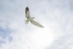 Image of a seagull in flight against a blue sky photo