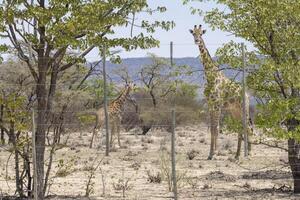 Picture of a giraffe in the Namibian savannah during the day photo