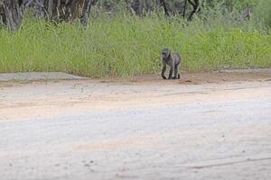 Picture of a single baboon in an open meadow in Namibia photo