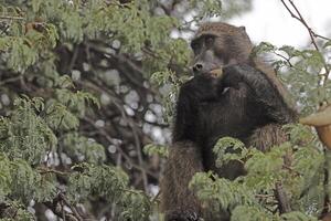 Picture of a single baboon sitting in a tree in Namibia photo