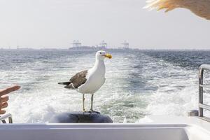 Image of a seagull sitting on a boat railing photo