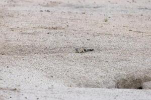 imagen de un suricata cuidadosamente observando sus alrededores en el namibio kalahari foto