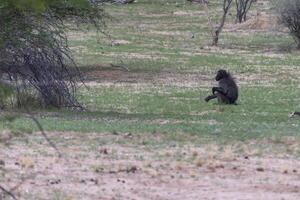 Picture of a single baboon in an open meadow in Namibia photo