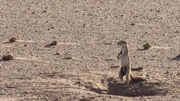 Picture of a meerkat carefully observing its surroundings in the Namibian Kalahari photo